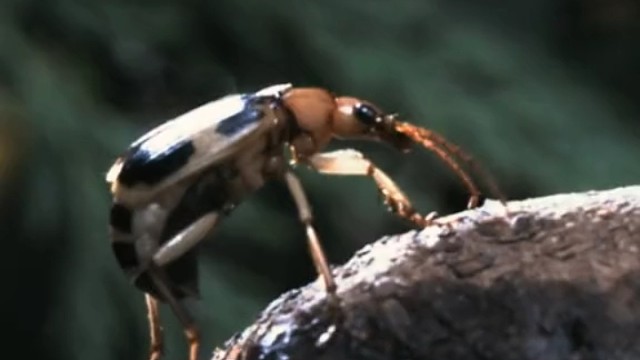 射炮步甲"喷火"攻击蚂蚁，它腹部两腔体，混合射出。