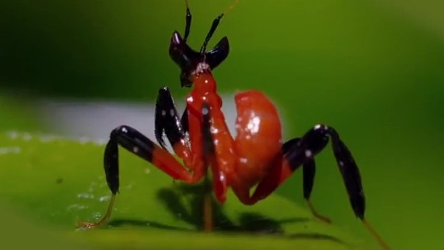 雌兰花螳螂少女时期，像美艳兰花，成年后变成棕黄色。