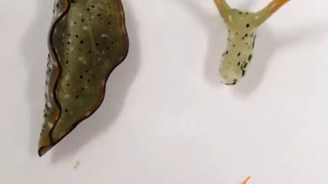 将海蛞蝓头身分离，研究它身体修复再生能力。