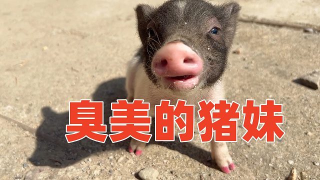 给猪做美甲，你见过？还别说，怪好看的！【第78天】