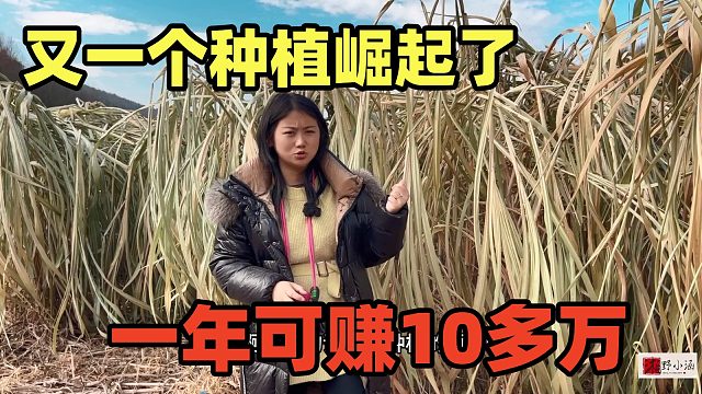 又一个种植，一年可赚10多万，配着养牛翻倍赚，一次性投入永久赚