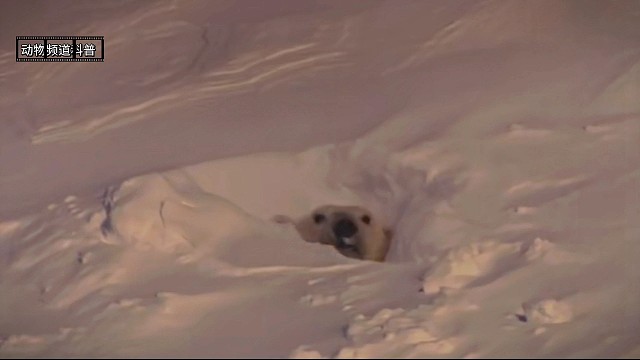 冬眠后的北极熊