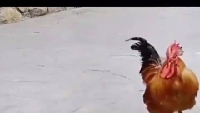 人生百态万物皆有情