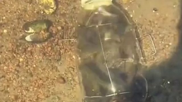 这是多少啊小鱼啊