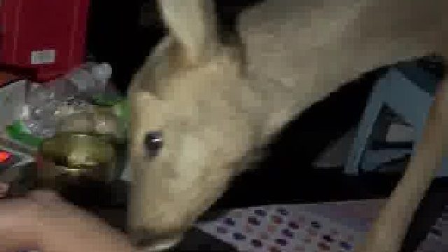 这来个傻狍子进屋了，还上炕了