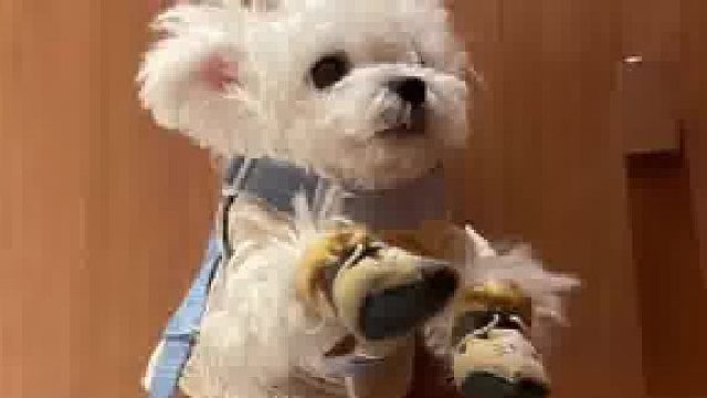 带狗子出门怎么上厕所？