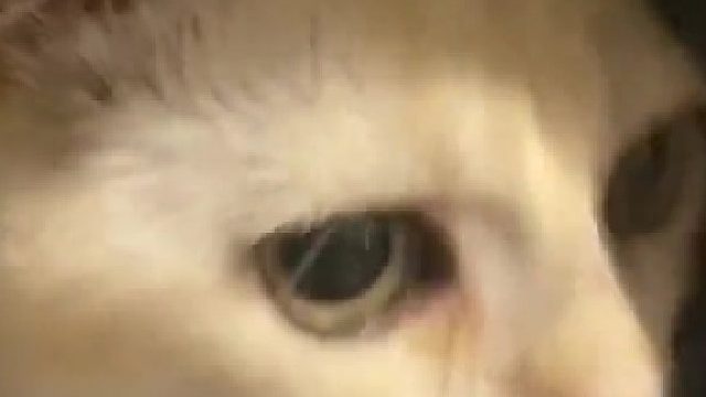 医生：你这猫长大后情绪会很稳定 我寻思：能有多稳定……