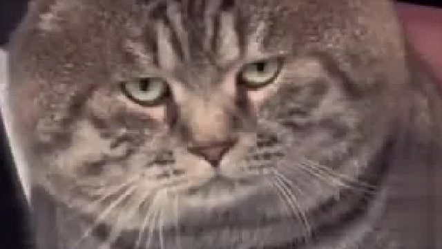 怎么把脸盘喂这么大的