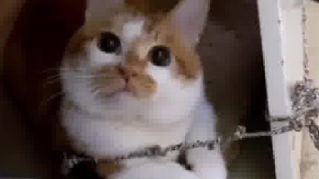 这猫咪一看就不简单的 ​