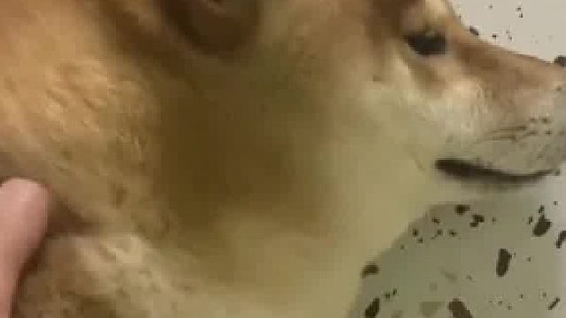 柴犬把家中小狗领出门扔了，主人愤怒质问大狗，大狗表情亮了