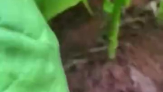 这个青菜是烫着吃好还是炒着吃好呢