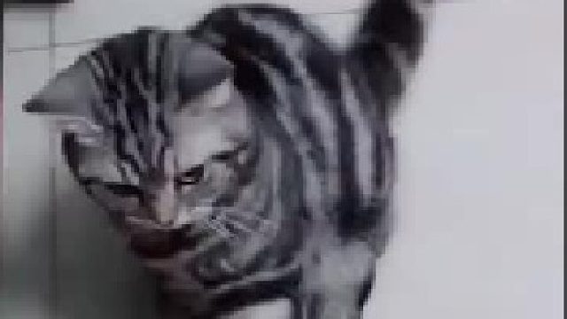 阿喵：我和我最后的倔强