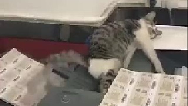 当工具猫的一天