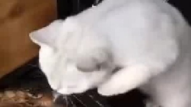 抢零食的来了！