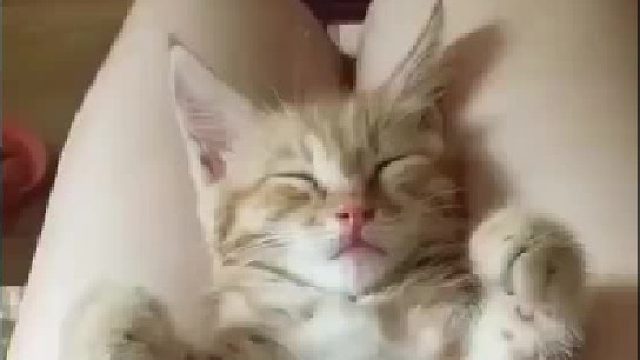 虽然睡着了，可是鱼鱼太香了！