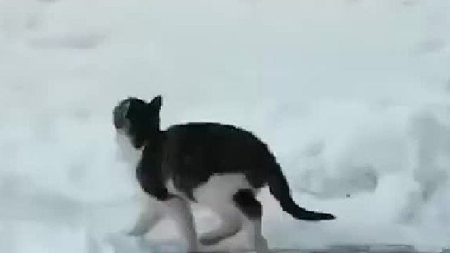 雪地里发现一只偷吃鱼的猫！