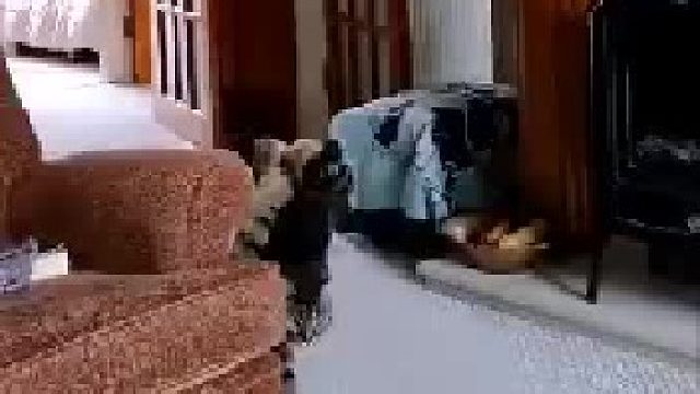 一只名叫莫斯的狸花猫。