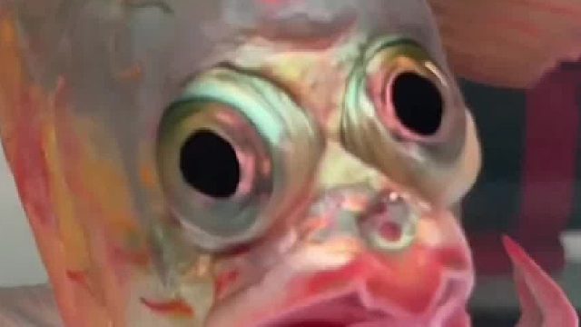 这条鱼长得丑的……是海绵宝宝里的路人鱼？