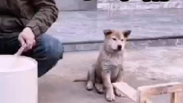 狗子：这个家没我，早晚得散！