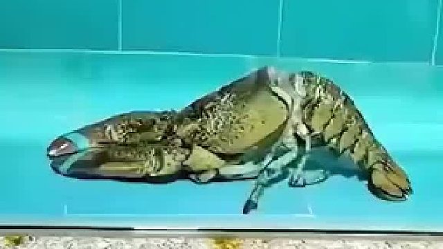 这种时候是不是可以带着新壳一起吃？