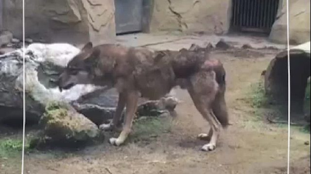 游客给狼投喂了不明食物，狼吃下后立刻倒地！