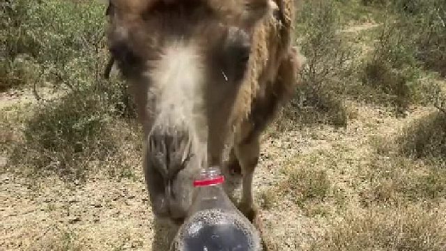 炙热的沙漠里有一峰快要渴死的骆驼