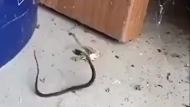 蜘蛛真的是太厉害了