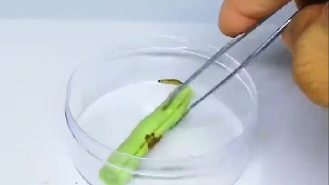 植物的生命力可真强大