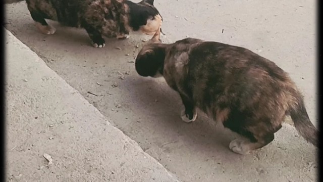 你们猜猜我家里的两只猫，那只是猫妈妈