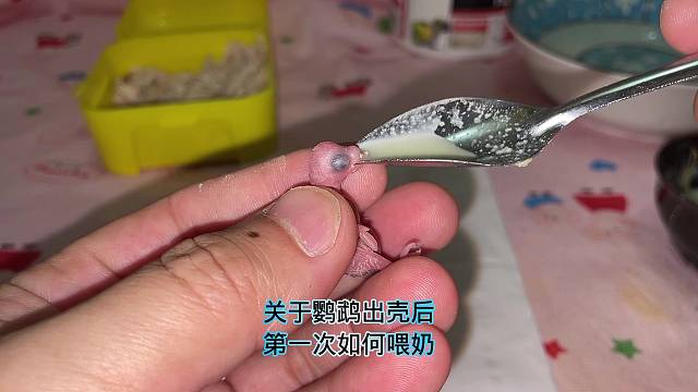 手养虎皮鹦鹉第一天