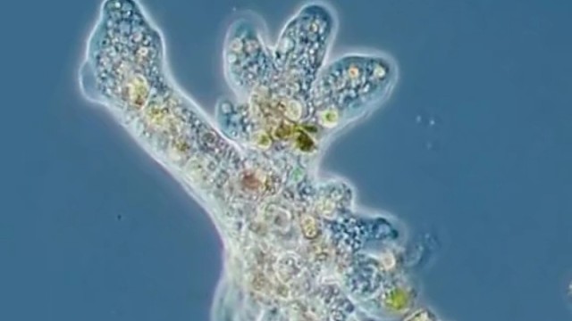 变形虫会不会做梦，还梦到三维世界呢？