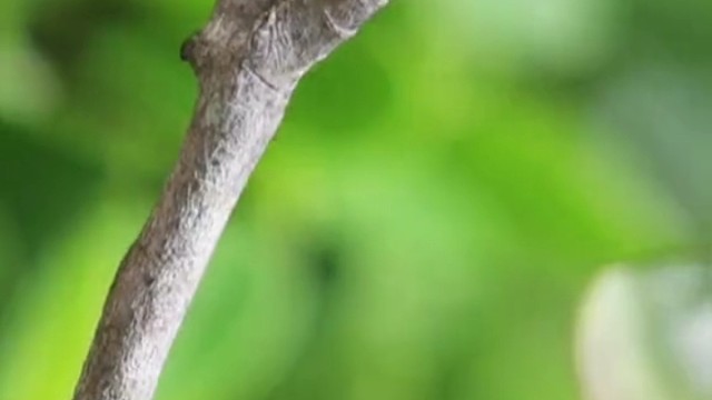 变色龙皮下有纳米级特殊晶体，伸张收缩改变光的轨迹做到变色。