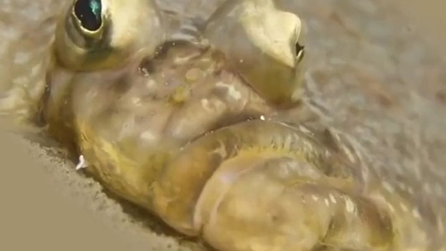 比目鱼躺在水底休息，随着身体成长，它的眼睛会移动到同侧。