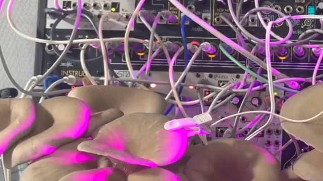 把蘑菇生物电流电阻，转化合成声音信号。两朵蘑菇聊天会说什么？