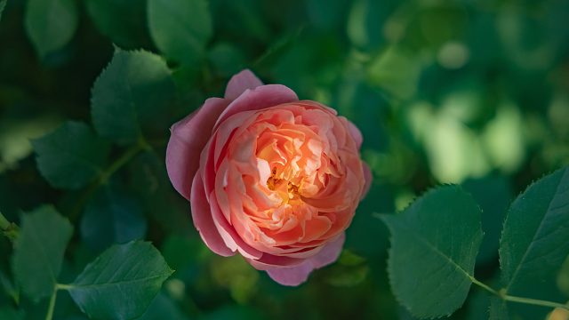 努力多日，终于双难连战跨越死斗，踏破！（1）