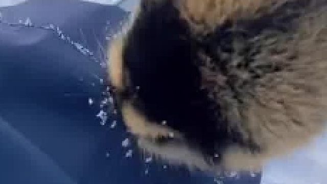 这是什么怪兽？还咬人啊？