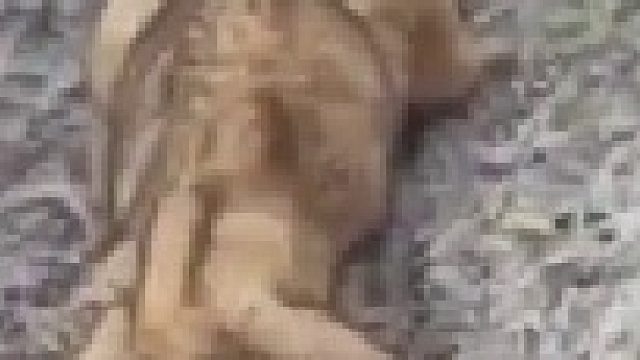 网友在无人区偶遇的一只野生动物，谁认识？