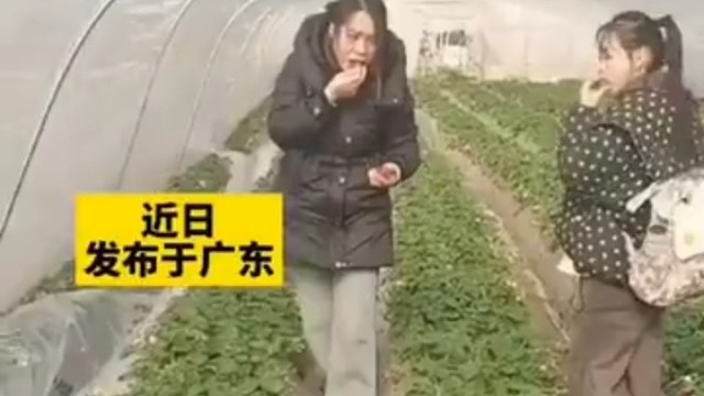 采摘园，进去都是吃饱了，才开始窄的