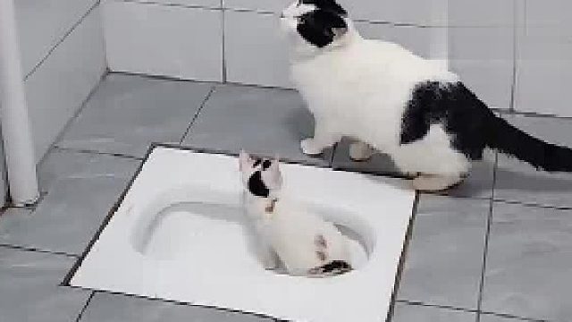 小猫咪上厕所呼唤妈妈，猫妈妈跳上水箱帮忙冲水