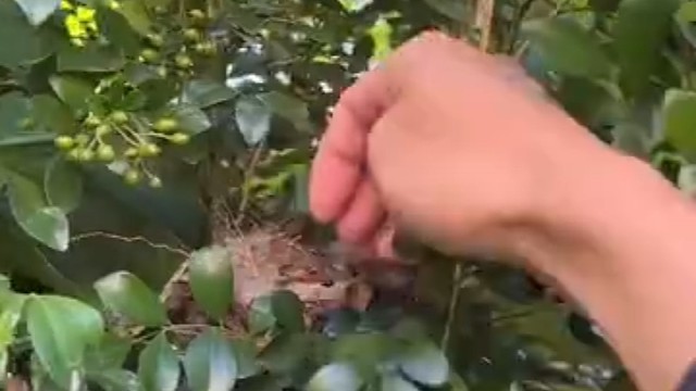 这小鸟是懂人情世故的……[允悲]