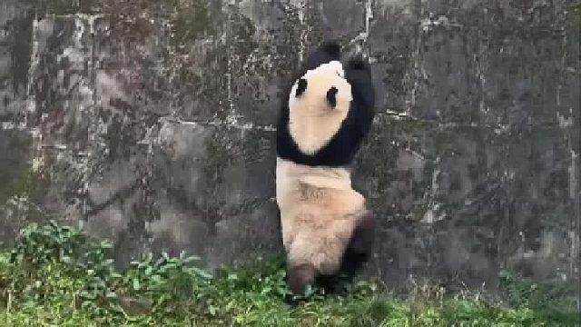 渝爱最近怎么老想越狱