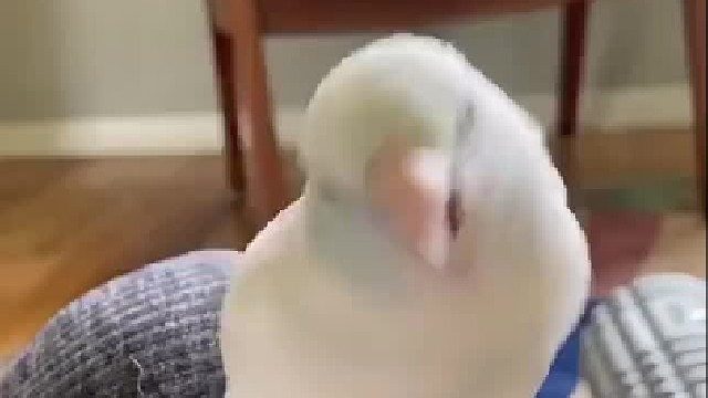 就让我们一起摇摆！