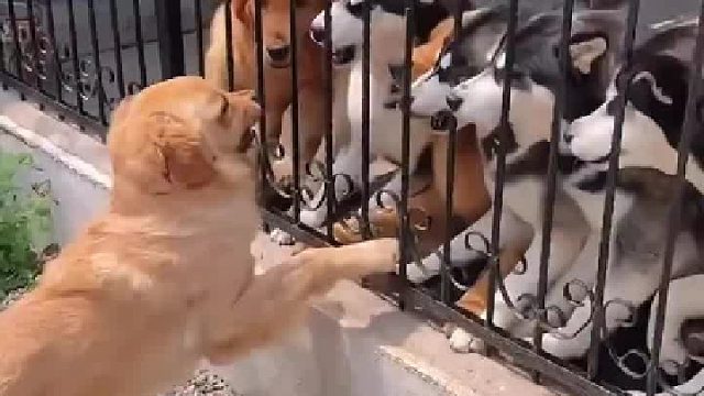 狗子们隔着栏杆吵架