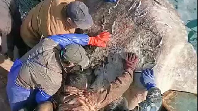 渔民捕到这么大的鱼放生了，万物皆有灵性