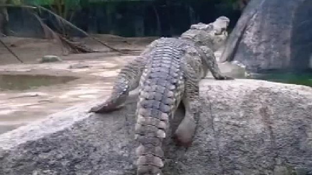 这个蛋没有蛋清蛋黄吗？直接是小鳄鱼吗