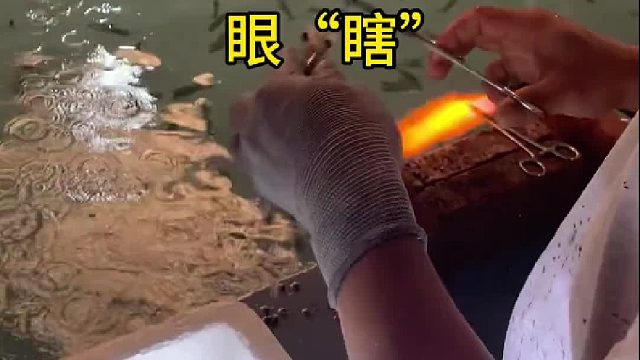 这就是传说中的眼虾