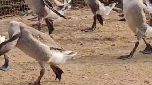 这应该是隔壁吴老二养的鹅