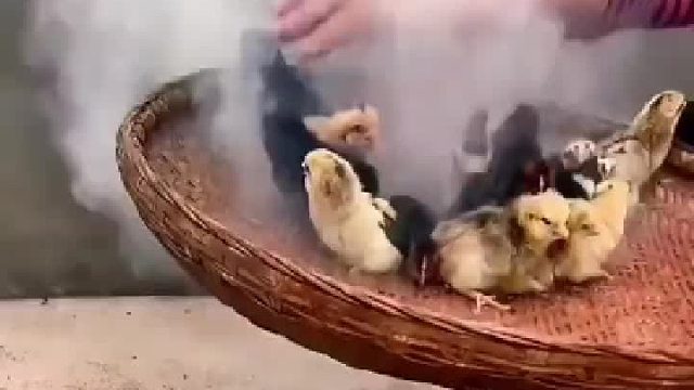 真正的抽油烟鸡？？？