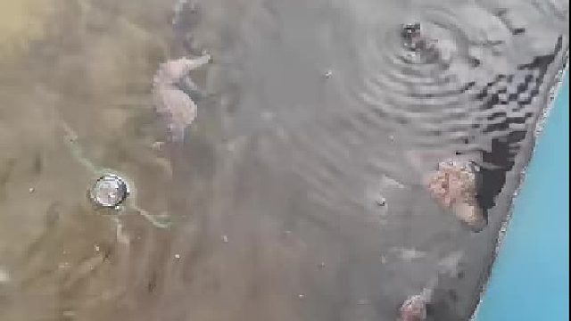 原来海马干饭也是吧唧嘴