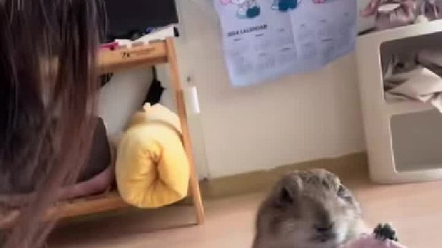 吃货土拨鼠不仅能吃而且还吃得杂